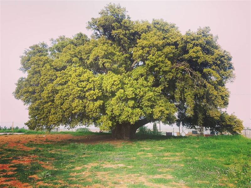  chenedukherbetqanafar  lebanon  instalebanon  whatsuplebanon ... (Kherbet Qanafar)