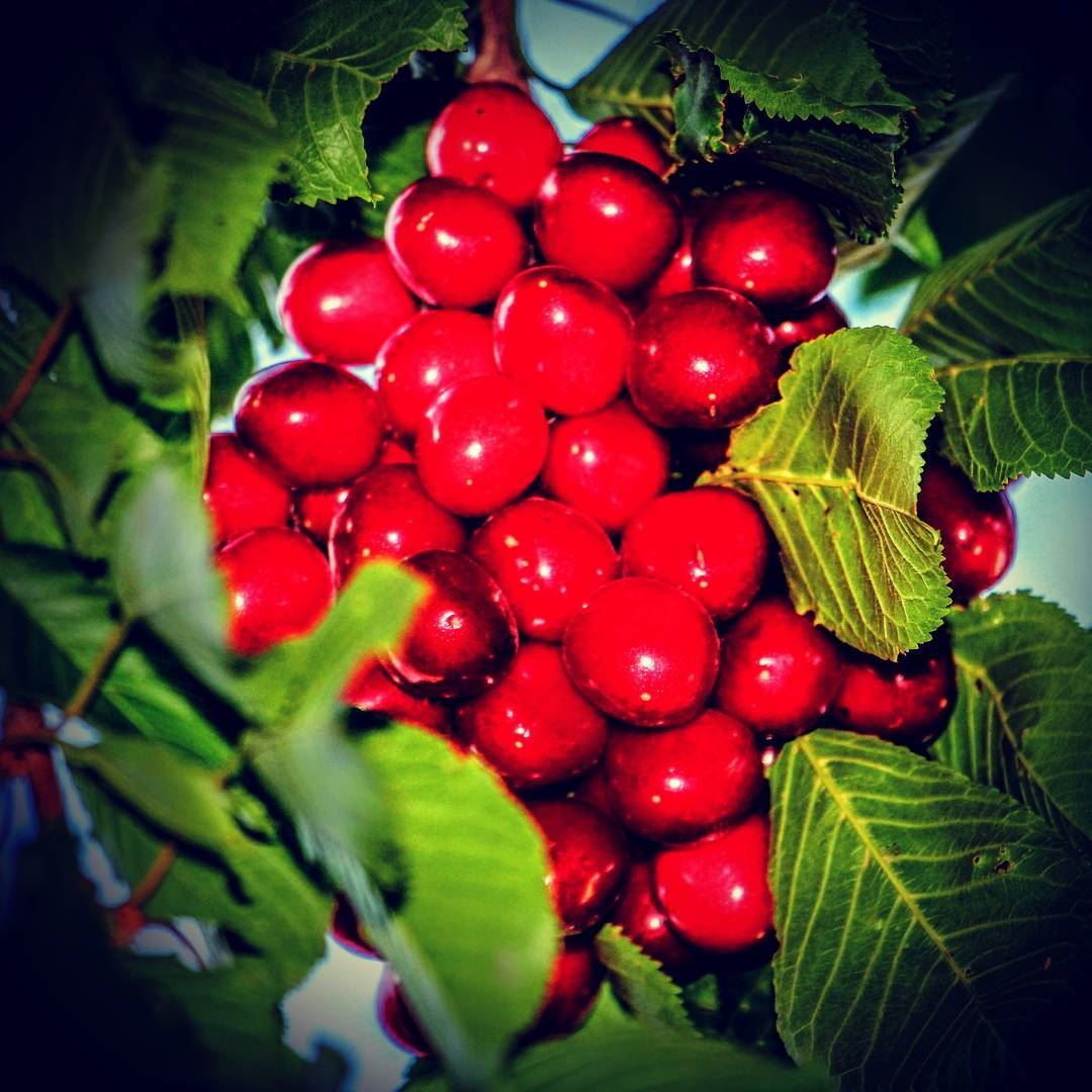  cherries  cherries🍒  lebanon  northlebanon  north  ouyounorghoch ...