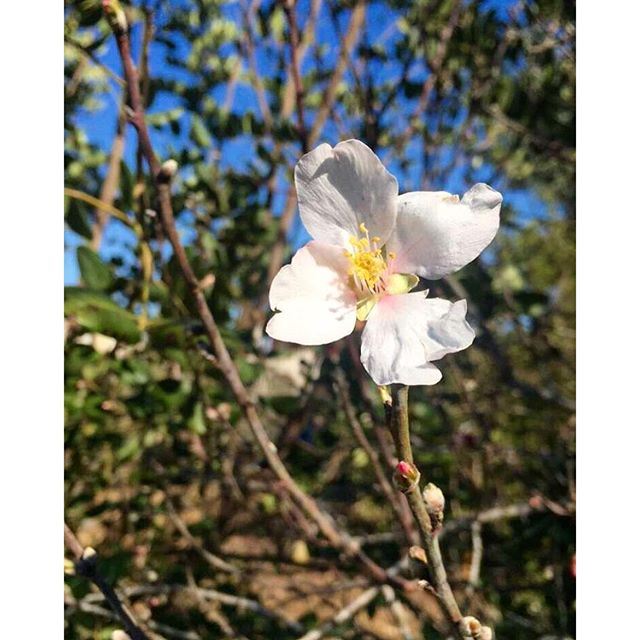 Cherry blossom simplyaroun nature (Yaroun - South Lebanon)