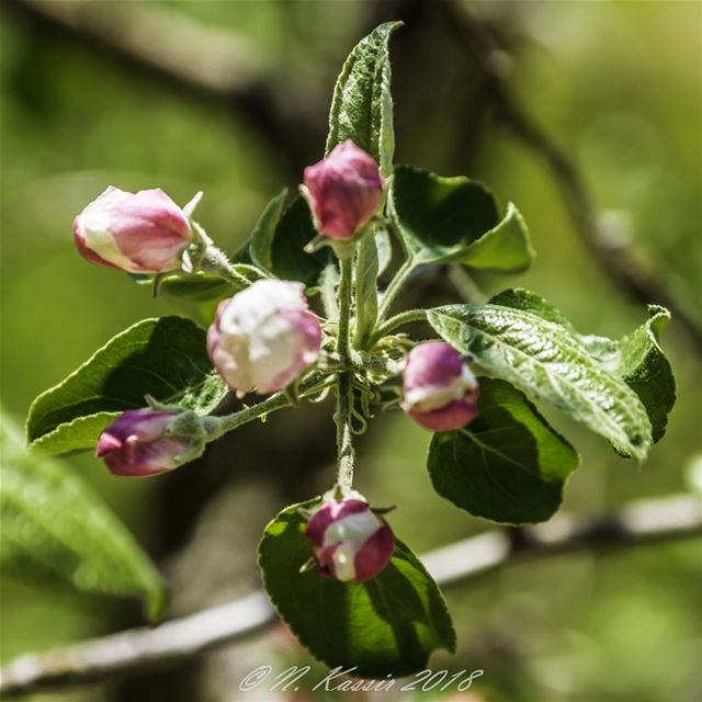  cherry  cherryblossom  trees  Lebanon  ig_great_shots_me  bd_shotz ... (Baskinta, Lebanon)