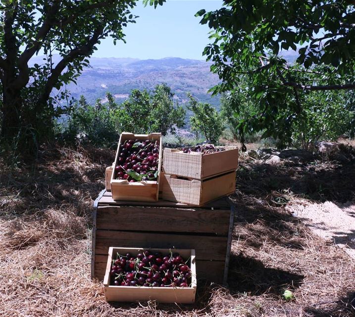 Cherry season has arrived to the mountains. Mount Lebanon gives you the... (Guita)
