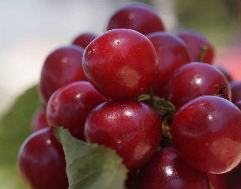  cherry  zoom_shot  Camera_shot jbaa chouf  fruits  red  green ...