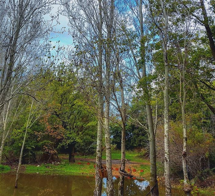 Chiller spot.  Lebanon  nature  scenery  photography  landscape  trees ... (Lebanon)