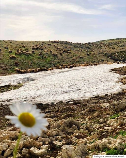 Chilling from the heat 🐑🐏 ----------------------------------------------- (El Arz, Liban-Nord, Lebanon)