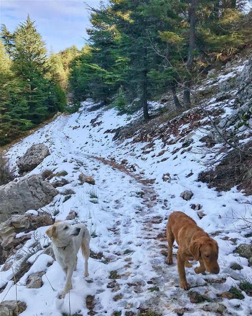 🐶: chou 3amel new year?🐶: be2e maa ahle el sene just  translating..... (Arz Tannoûrîne)