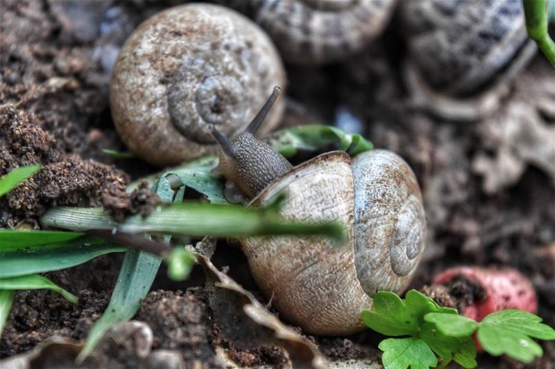 🐌 (Choueifat, Lebanon)