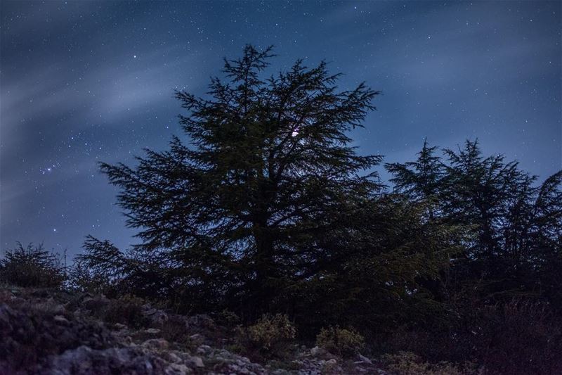 Chouf Cedars Reserve 🌲 livelovelebanon  ig_lebanon  ptk_lebanon  ...