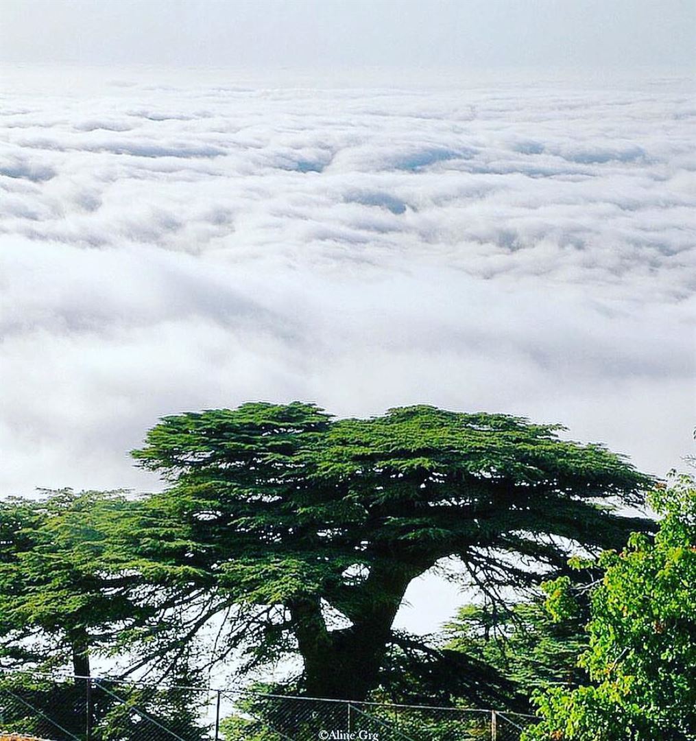  chouf cedars trees rare instagood  nature_perfection  nature_perfection ...
