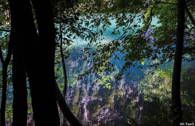 Chouwen Reserve 💚 nature  reflection  contrast  beautiful ... (Chouwen)