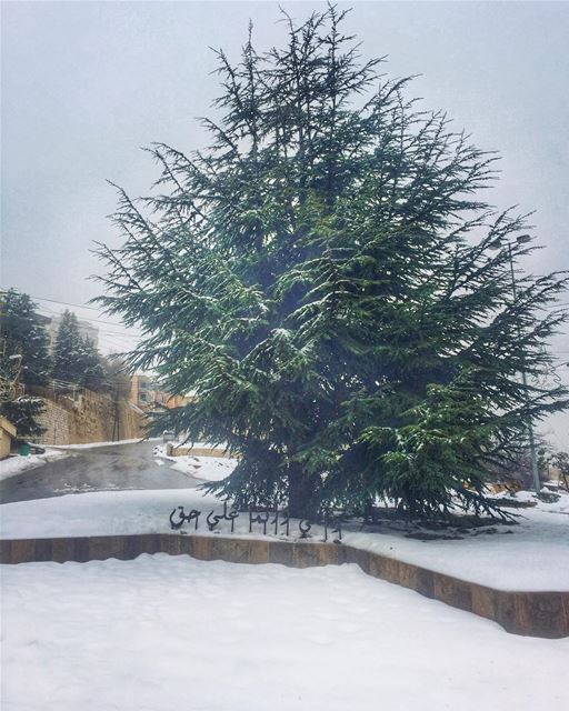  Christmas snow in Ehden ❄️________________________________________... (Ehden, Lebanon)