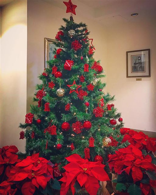 Christmas vibes everywhere🎄💫🌹✨@aub_lebanon @aub_alumni @livelove.aub @a (American University of Beirut (AUB))