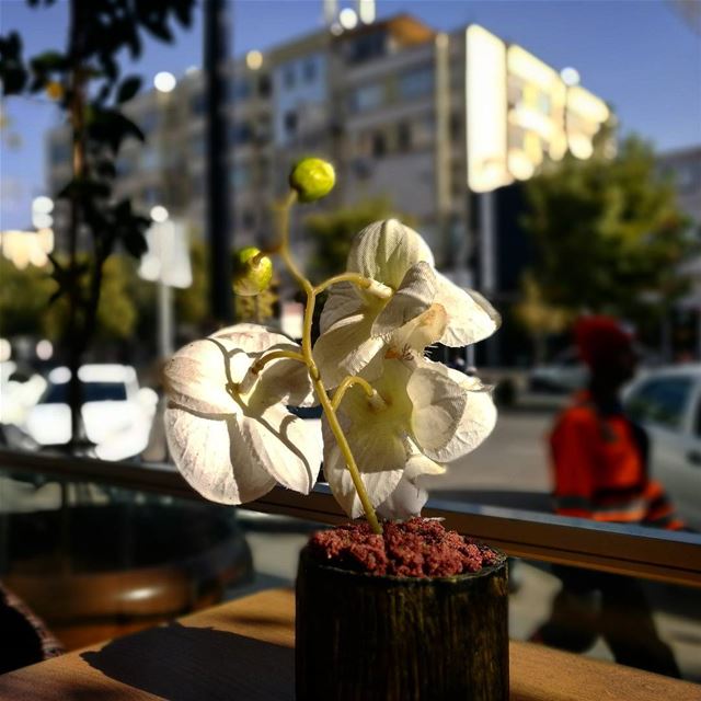 City orchid -  ichalhoub in  Turkey shooting with a mobile phone / ...