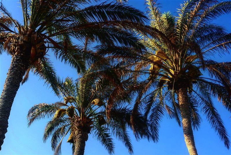 Classical summer flora.  classical  summer  flora  palm  trees  palmtree ... (Batroûn)