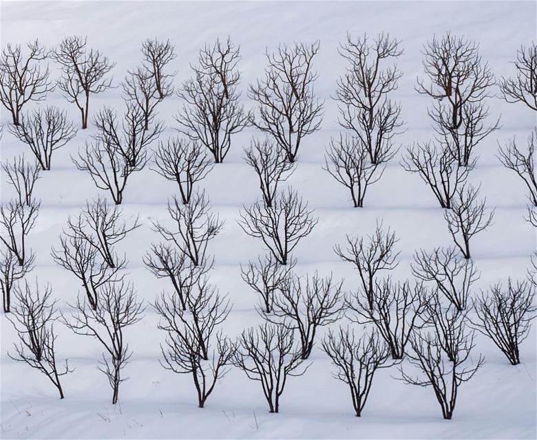 Classroom of apples ... (Jord Tannoûrîne)