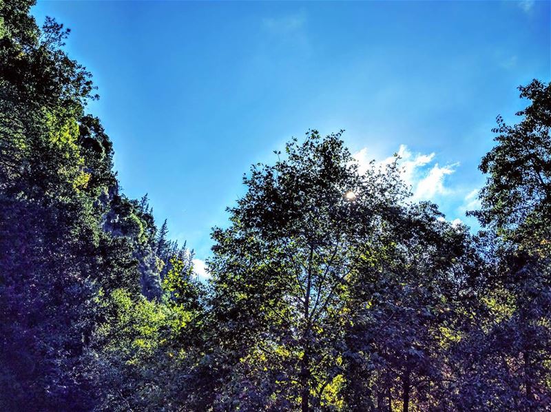 Clear Blue Sky 🌞 lebanon  sky  trees  naturephotography  nature ...
