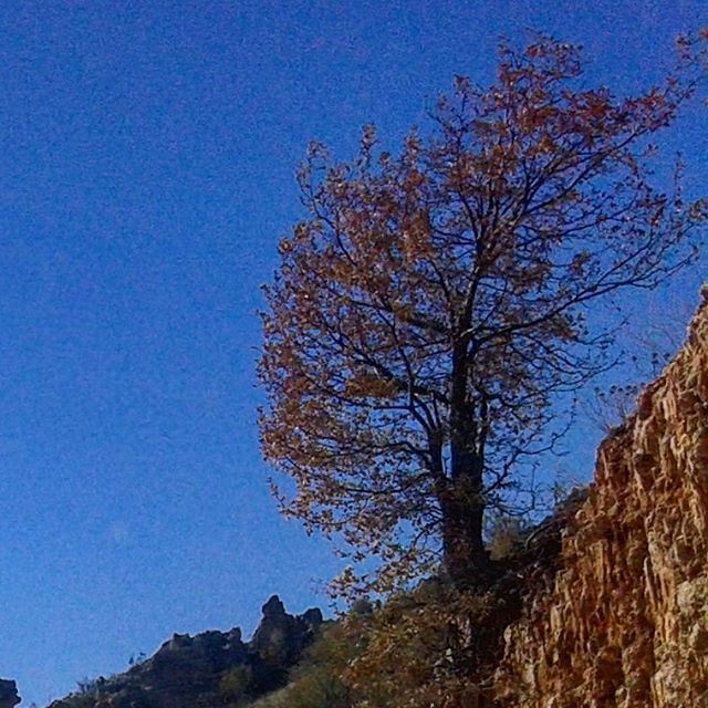 clearsky autum treestyle cielclair (Tarchiche)