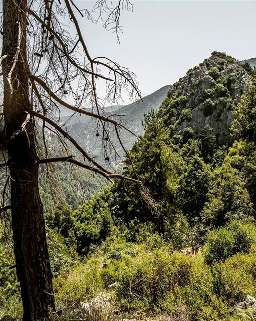 Climb every mountain, cross every stream... (Lebanon)