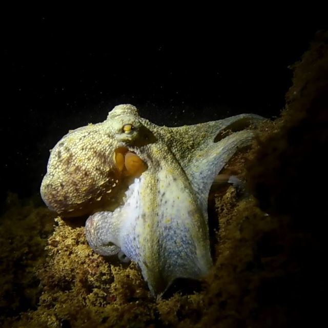 Cling and release -  ichalhoub shooting  video at night  underwater in...