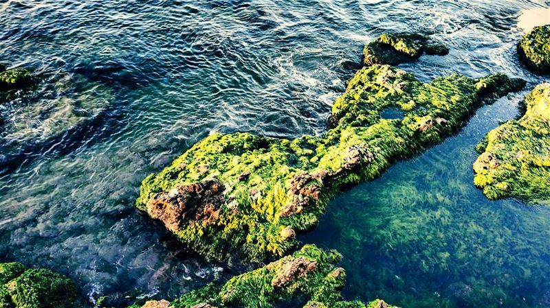 Clinging  signsoflife  nature  ontherocks  aquatic  mediterranean  coastal...