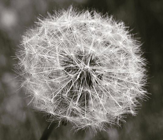 Close your eyes and make a wish .Hello February 🙋.canon200d📸... (جونية - Jounieh)