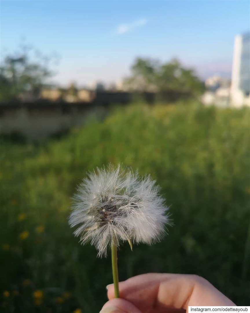 Close your eyes and make a wish...