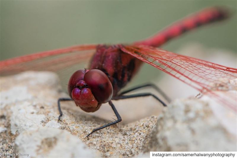 Closeup on the  dragonfly ... nature  macro  photography  insect  wildlife...