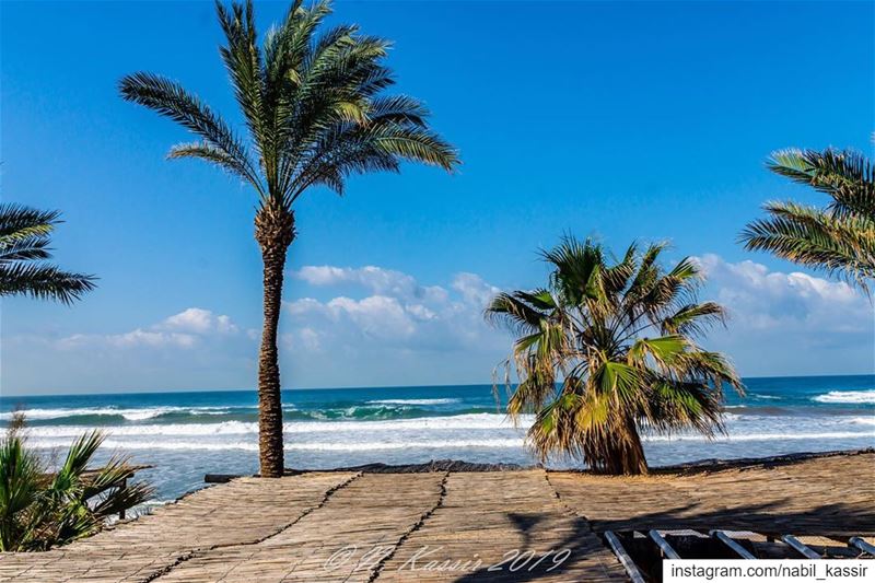  clouds  palmtrees  sea  seaside  beach  Lebanon  ig_great_shots_me ... (Eddésands Hotel & Wellness Resort)