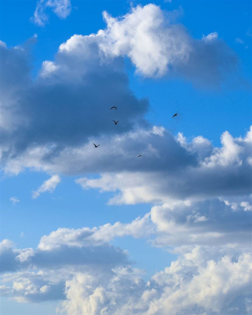 Cloudy flight 🕊☁️ ... (Al Mina', Liban-Nord, Lebanon)