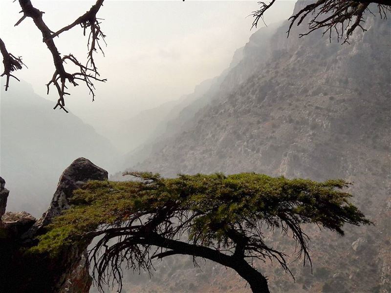 Cloudy valleyTannourine's forest reserve 🌲🌲🌲  Tannourine   Batroun ... (Cedar Reserve Tannourine)