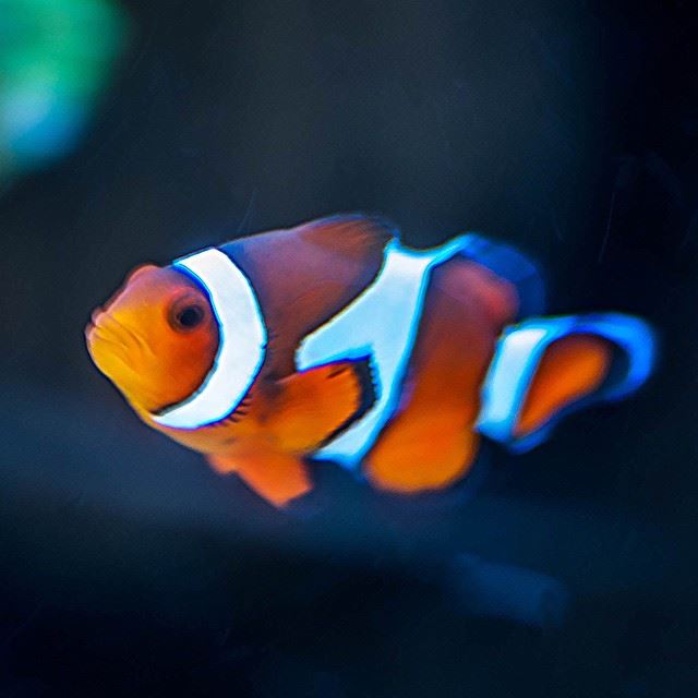  clownfish  nature  fish  igerjozi  bokeh  color  water  beirut ...