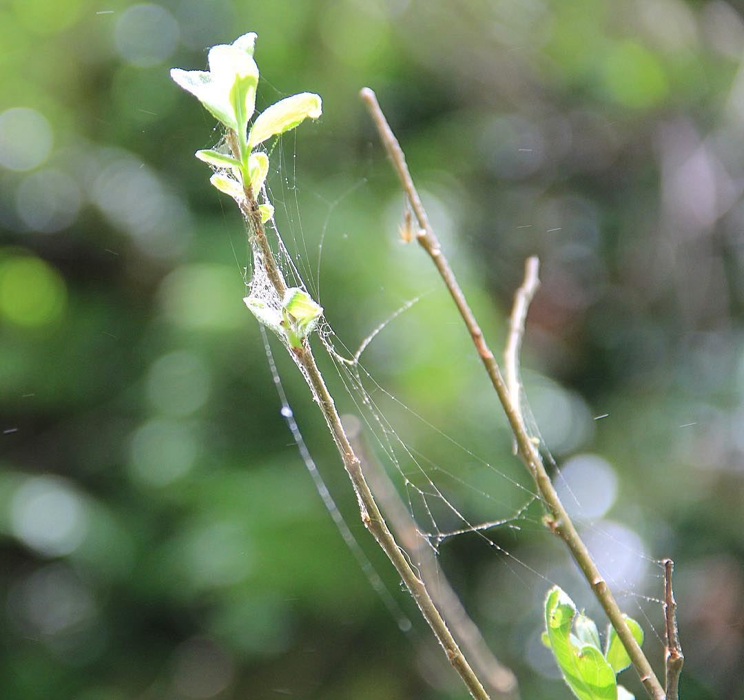 Coexisting. nature  plant  green  blossom  life  nest  spider  insect ...