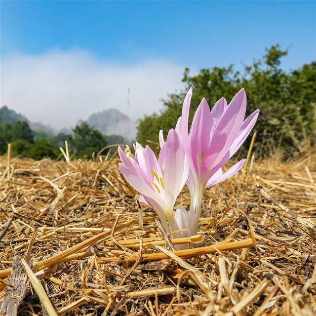 Colchicum Autumnale  crocus  colchicum  flower  meadow  september  summer ...