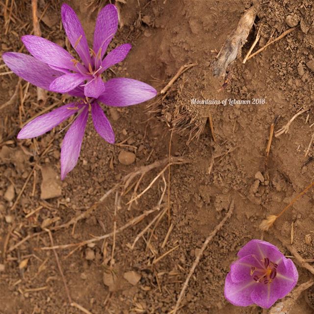 Colchicum Steveni Kunth or just some nice small violet flowers blossoming...