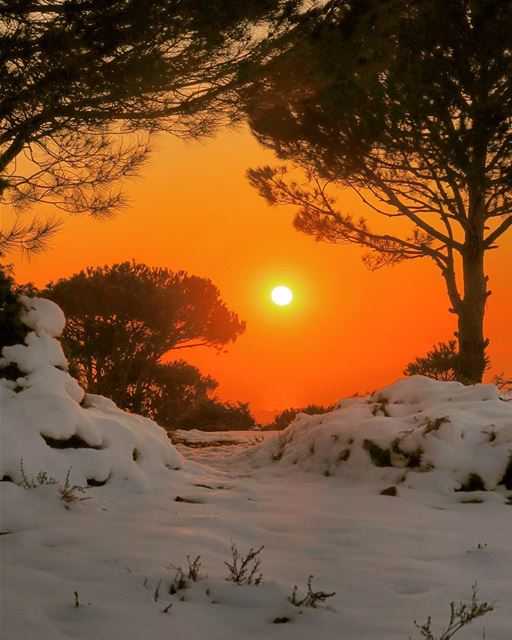 Cold Heat 🔥❄🌋. sunset  pine  trees  snow  landscape  nature  outdoors ...