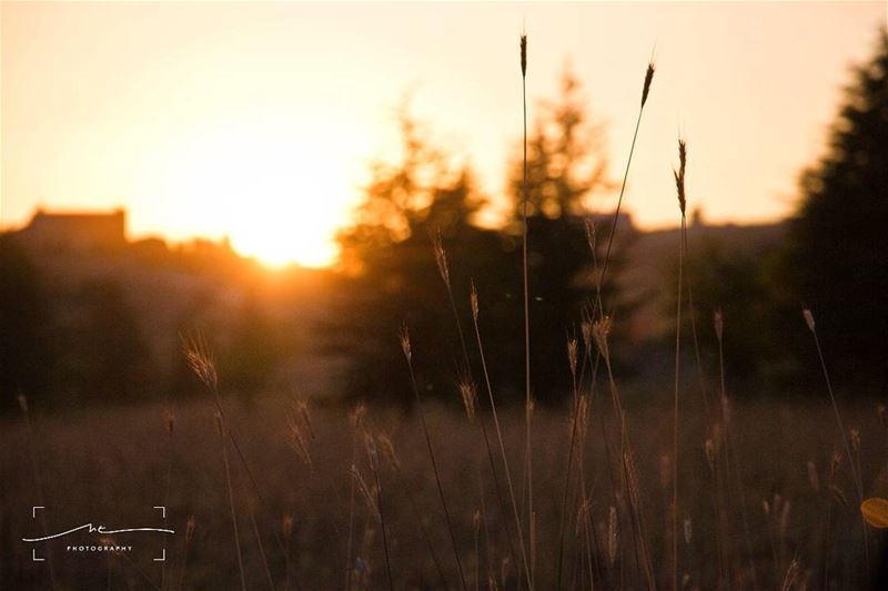 Cold weather, warm sunsets ❤ (Bcharre El Arez بشري الأرز)