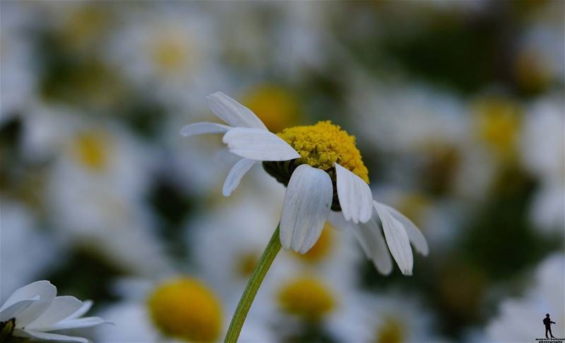 COLLECT MOMENT'S NOT THINGS... macro  spring  flowers  chouf  jbaa ...