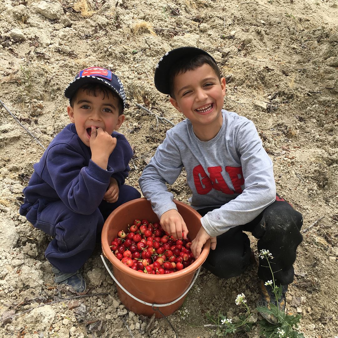 Collect sweet cherry with the little boys  april lebanon cherry happy boys... (Lebanon)