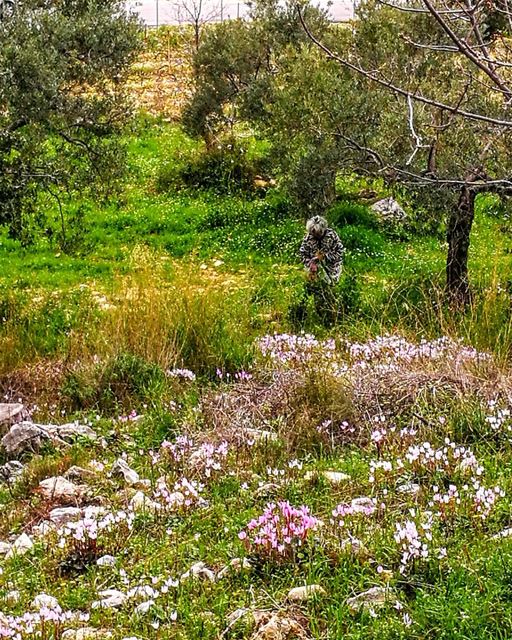 Collecting FlowersHealthy Tea. lebanoninapicture   lebanonmycountry ... (Smar Jubayl, Liban-Nord, Lebanon)