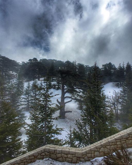 ||Collecting Moments|| Cedars of God, Bcharre, Lebanon 🇱🇧.... (Cedars of God)