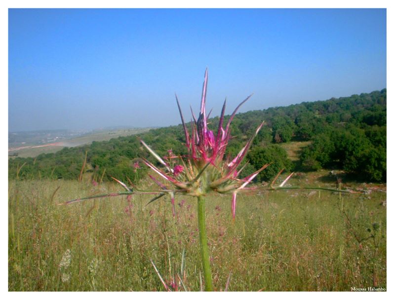 Collection of Images from Yaroun Taken by Moussa Habanbo