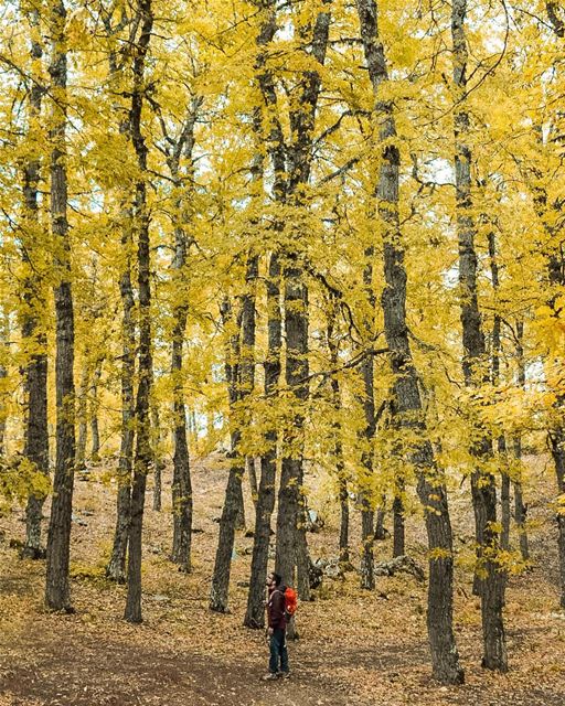 Color explosion 🍂 (Lebanon)