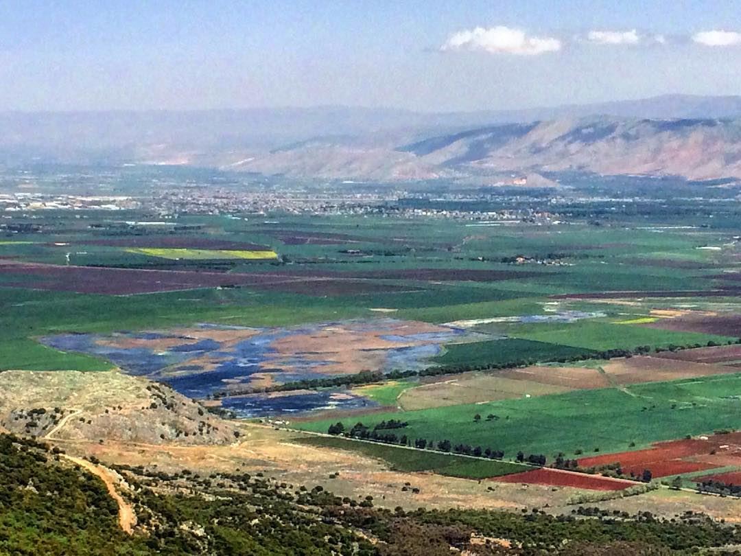 Color mix in Aammiq, our largest remaining freshwater wetland in Lebanon... (Al Shouf Cedar Nature Reserve)