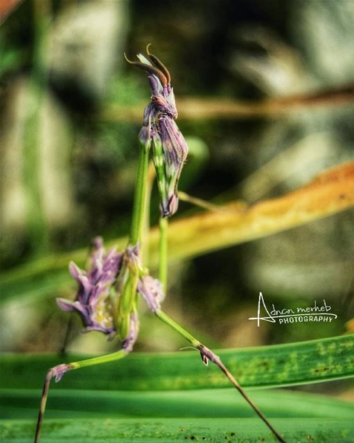 Colorfull and rare insect 😍❤Name : Empusidaefamily : Mantodea insects ... (El Bireh , Akkar)