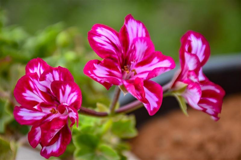 Colors are the Smile of the Nature..“Leigh Hunt”-📍Marjaba, Mount... (Marjaba, Mont-Liban, Lebanon)