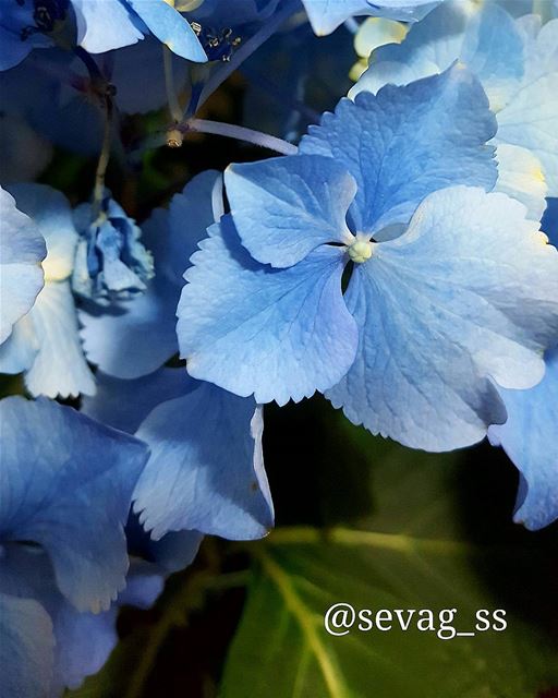  colors  beautiful  flower  colorful  macro  macro_perfection ...