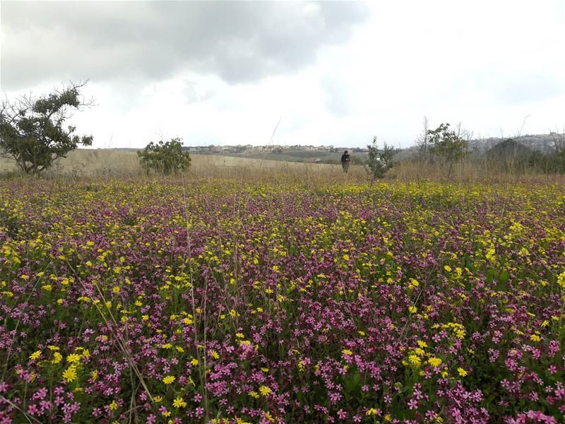  colors  flowers  yellow  pink  purple   khiam  south ... (Al Khiyam, Al Janub, Lebanon)