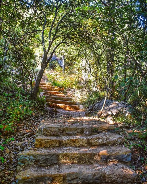 Colors of  september in the beautiful  horshehden reserve ✨🍃🍁🍃✨... (Horsh Ehden)