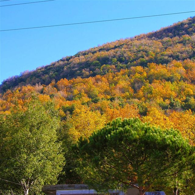 Colors of the fall .......... lebanon  fall  oaktree ... (`Aramoun, Mont-Liban, Lebanon)