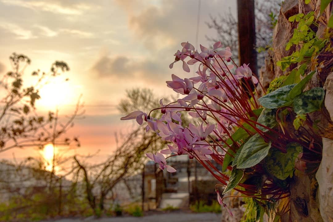 Colors of 🇱🇧 the spring before spring :)... lebanon  aramoun ... (`Aramoun, Mont-Liban, Lebanon)