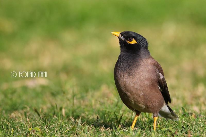 Common myna  angrybirds  birdsofinstagram  creation  livelovelebanon❤  طيور